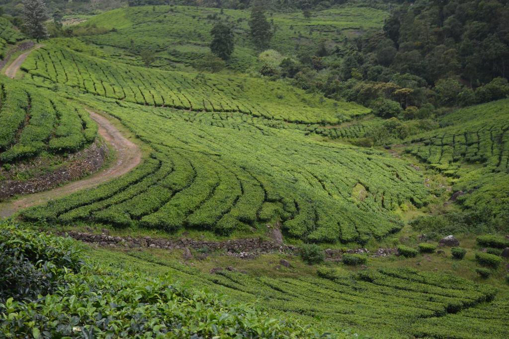 Ferndale Homestay Thekkady Eksteriør billede
