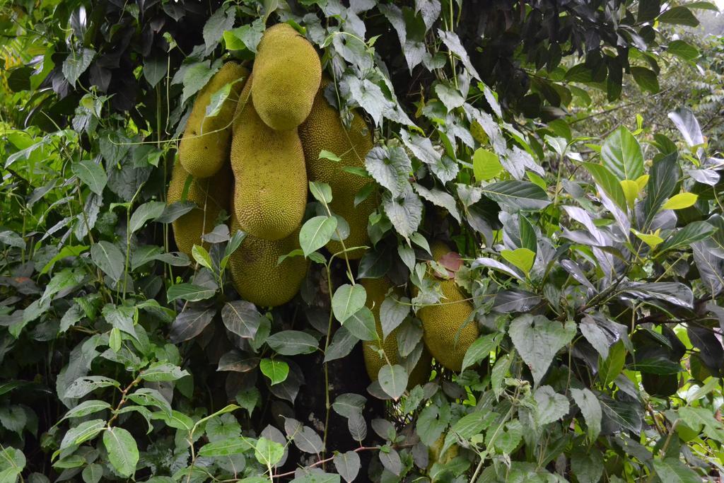 Ferndale Homestay Thekkady Eksteriør billede