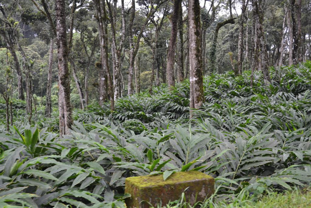 Ferndale Homestay Thekkady Eksteriør billede
